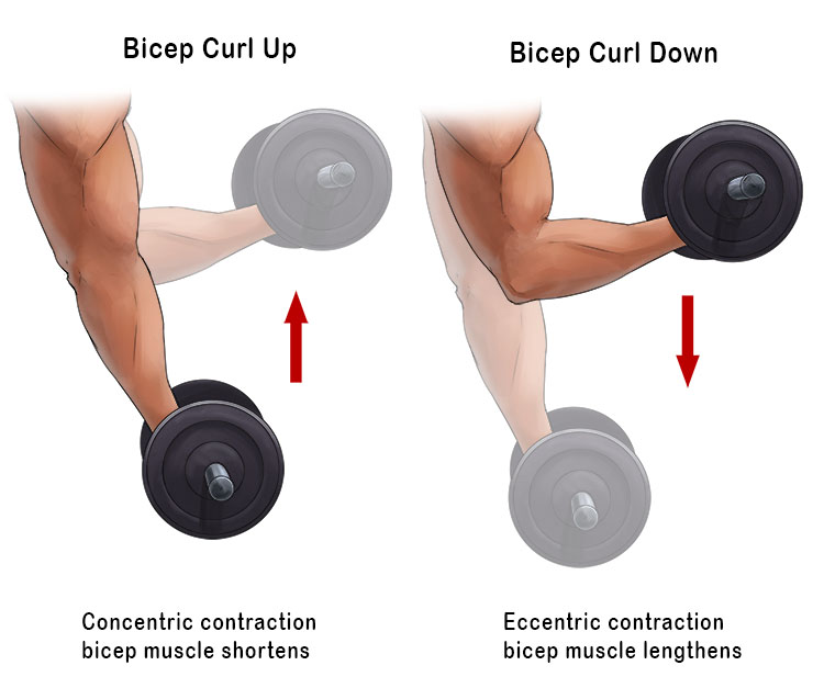 Move a dumbbell in a bicep curl upwards and downwards